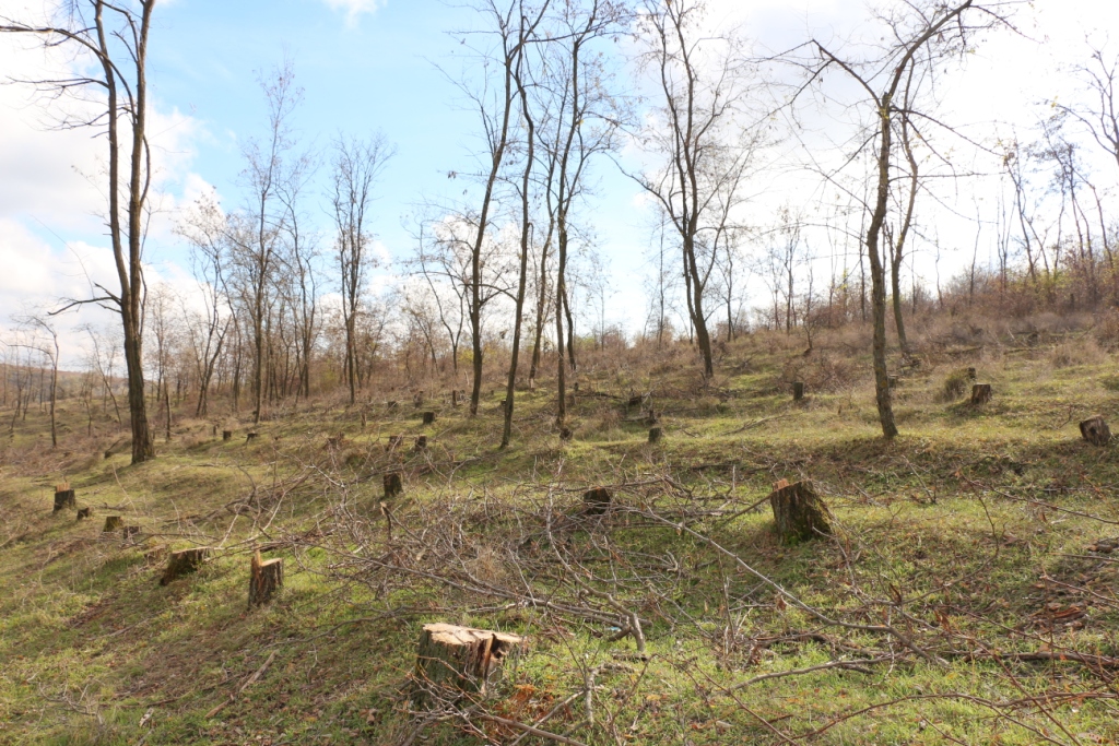  Video cu drona: O pădure dispărută la Borogani, Leova