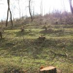 Galerie foto: Pădurea dispărută de la Borogani, Leova