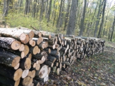  Peste 157 mii metri cubi de lemn va fi extras legal din pădurile statului