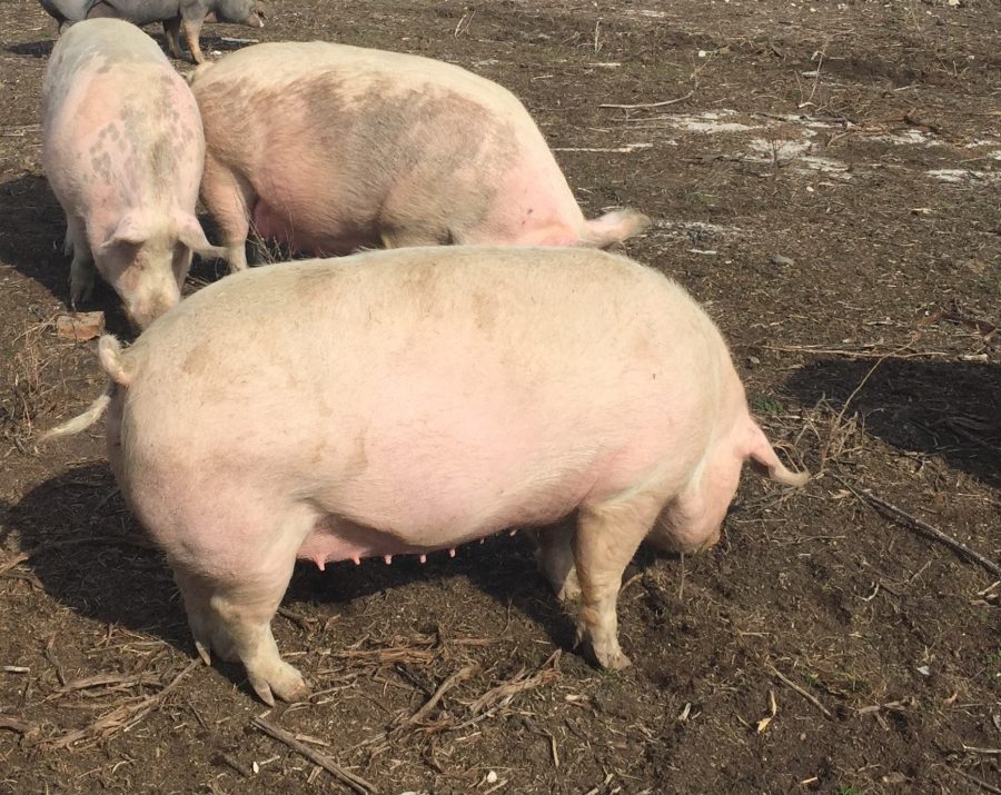  Un nou focar de pestă porcină a fost depistat în Moldova