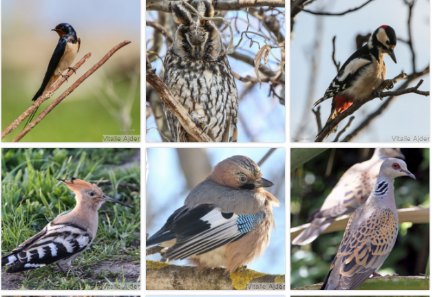  Testează-ți cunoștințele și găsește păsările în imagini!