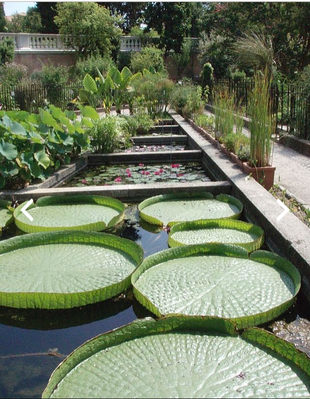 Grădina botanică universitară din Padova, Italia