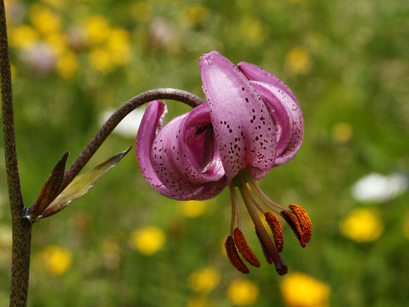 Laleaua pestriță (Fritillaria meleagroides) - o altă specie întâlnită în arealul Parcului Național Orhei. Foto: internet