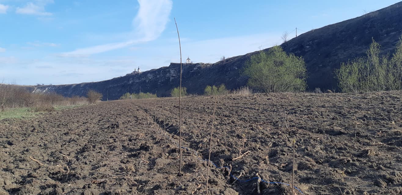  Mișcarea Ecologistă din Moldova a plantat o viitoare pădure pe malul râului Răut