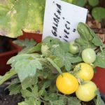 FOTO/VIDEO. Grădina experimentală de la Cigârleni, cu tomate rezistente