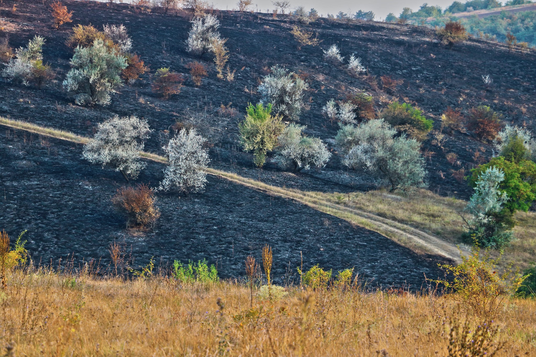  Focul a mistuit o suprafață din Rezervația Orheiul-Vechi