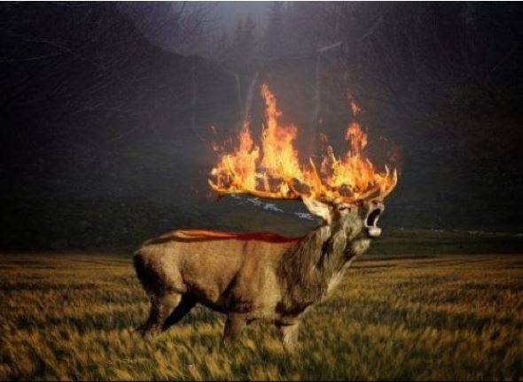  Eco-StopFals: Animale în flăcări din Siberia, imagini false cu mii de distribuiri