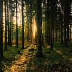 DOC/ Condițiile în care pot fi utilizate pădurile în scop de recreere. Un regulament în acest sens, propus consultărilor publice