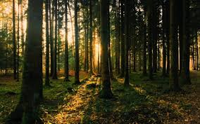  DOC/ Condițiile în care pot fi utilizate pădurile în scop de recreere. Un regulament în acest sens, propus consultărilor publice