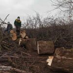 FOTO/ Prejudiciu de zeci de mii de lei. Mai mulți arbori tăiați ilegal în municipiul Chișinău