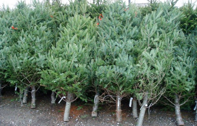  Peste 52 de mii de pomi de Crăciun vor fi scoși la vânzare. Prețul stabilit de Moldsilva pentru un metru de brad