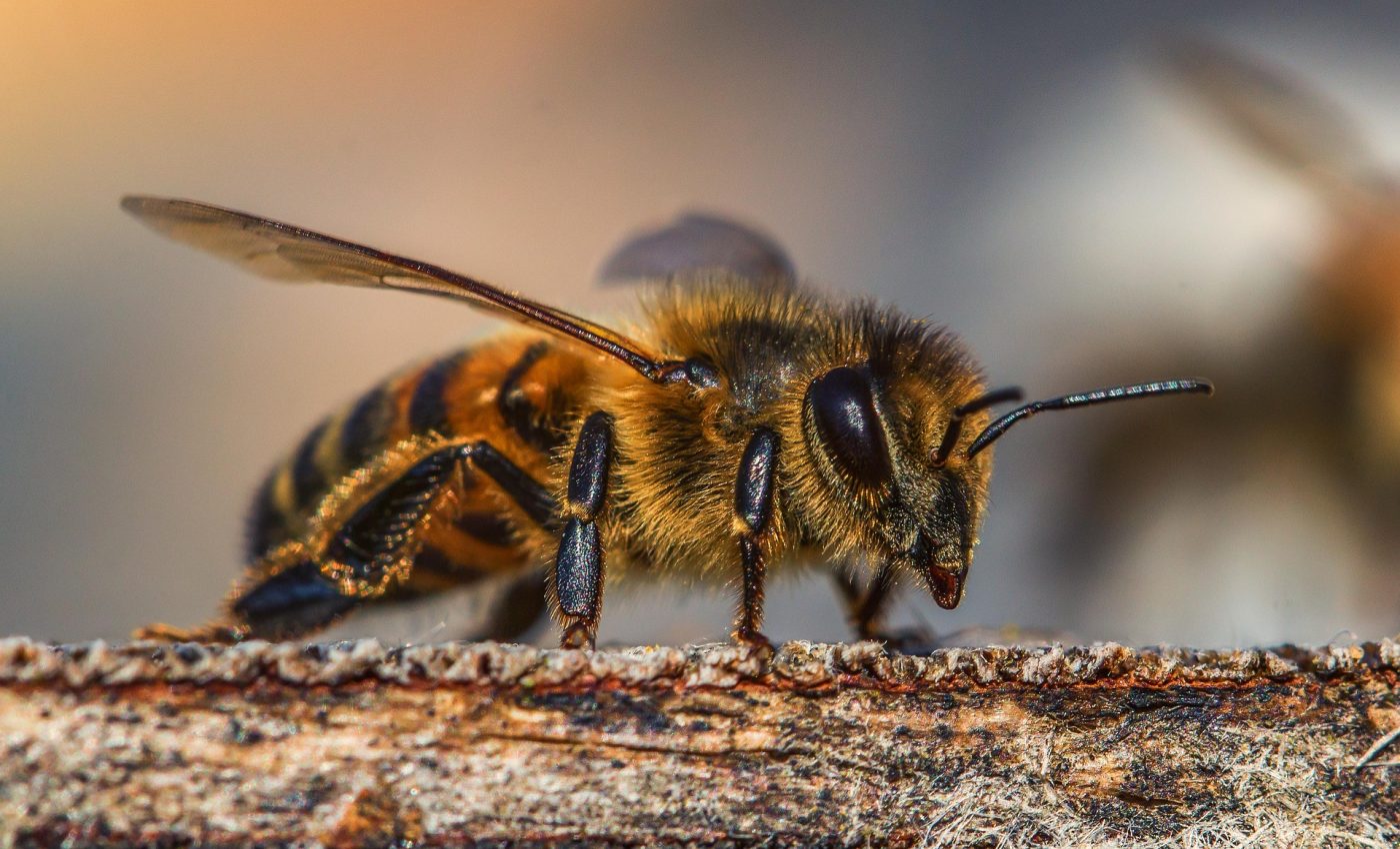  Campanie europeană de strângere a unui milion de semnături, pentru protejarea albinelor