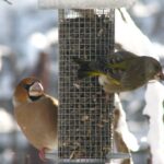Fotografiază păsări la hrănitoare și câștigă premii. Condițiile de participare
