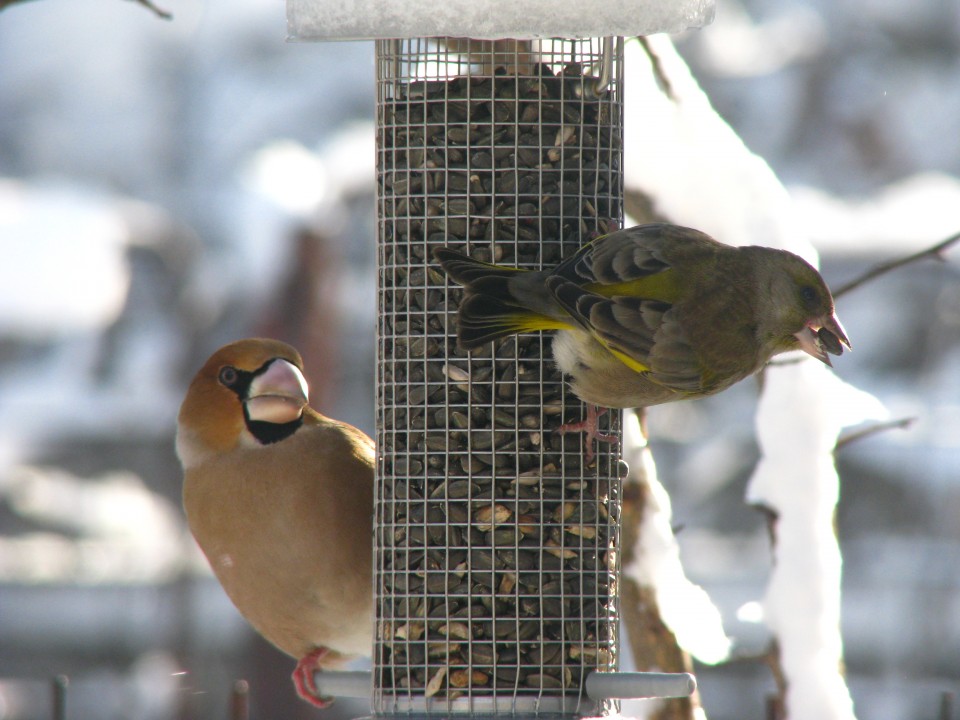  Fotografiază păsări la hrănitoare și câștigă premii. Condițiile de participare