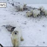 /FOTO. VIDEO/ Un sat din Rusia, invadat de zeci de urşi polari în căutare de hrană