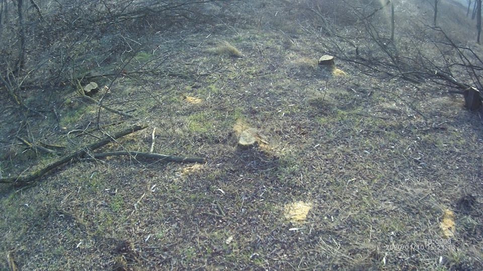  Ce spune Moldsilva despre tăierile silvice pe mii de hectare în 2018