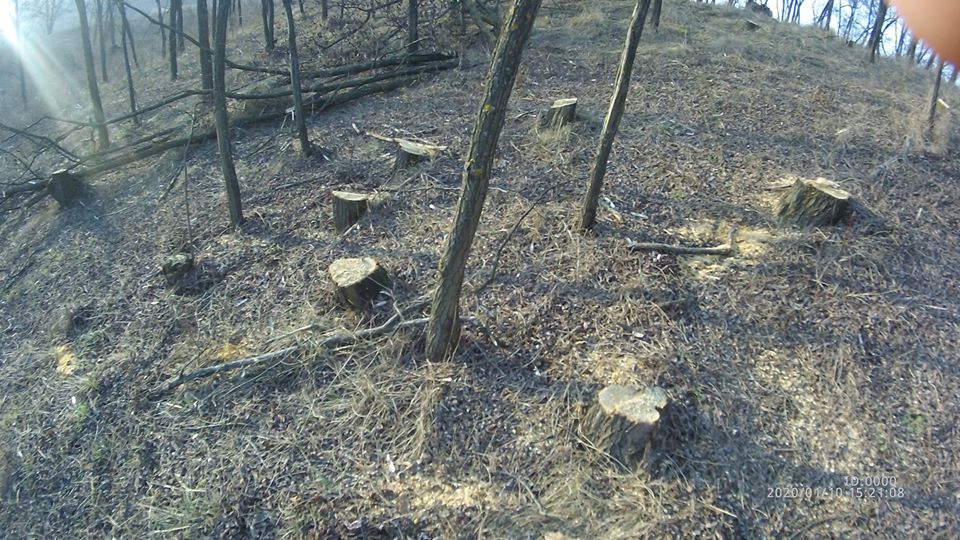  FOTO/ Dondușeni: Inspectorii de mediu au depistat zeci de arbori, tăiați ilicit