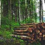 INFOGRAFIC/ Zilnic, în 2018, Moldova a pierdut 73 de hectare de pădure
