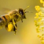 ANSA: Fermierii și apicultorii trebuie să comunice pentru a evita intoxicarea albinelor cu pesticide