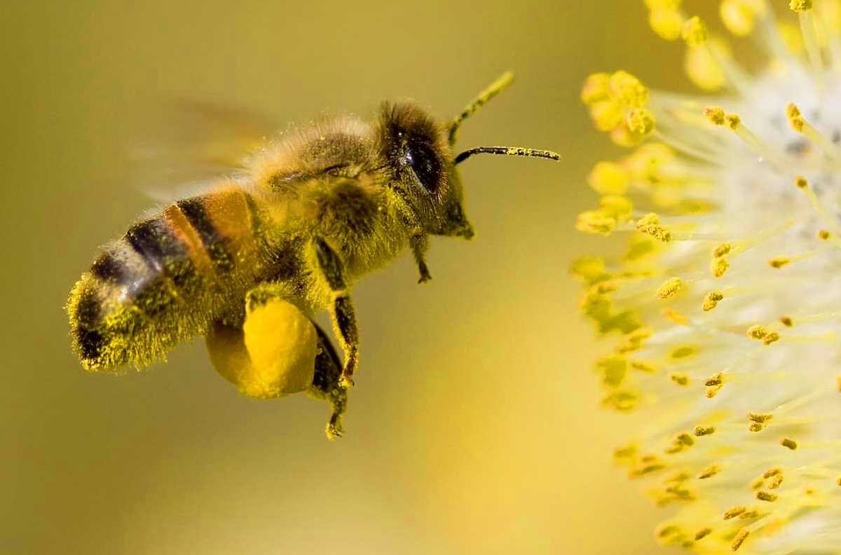  Peste un milion de cetățeni cer Comisiei Europene să intervină pentru salvarea albinelor