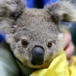 Australia: Biologii luptă să salveze cât mai mulţi koala din calea flăcărilor