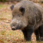 Focar de pestă porcină în Pădurea Domnească: Peste 30 de mistreți, găsiți morți