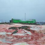FOTO/ Zăpadă roșie în Antarctica. Cum se explică fenomenul