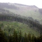 Comisia Europeană avertizează România să pună capăt exploatării forestiere ilegale