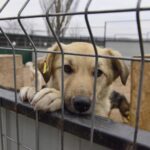 FOTO/ 10 voiliere pentru adăpostirea câinilor maidanezi, deschise la Chișinău. Ce capacitate au