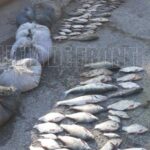 VIDEO/ Braconaj piscicol în rezervația Prutul de Jos. Doi bărbați, prinși cu 15 kg de pește din lacul Beleu