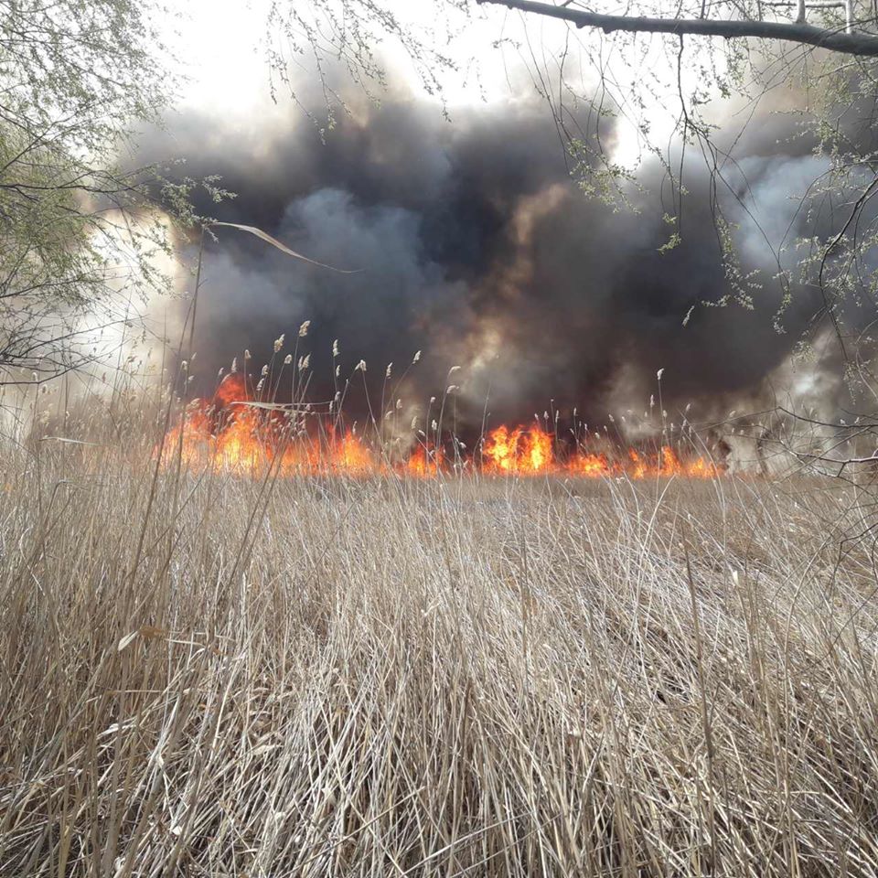 FOTO. VIDEO/ Incendiu în Rezervația naturală Prutul de Jos
