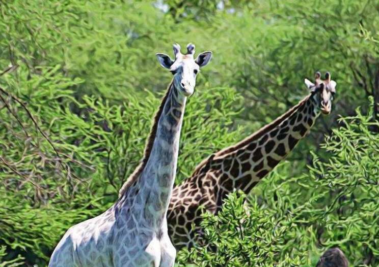 Două girafe albe extrem de rare au fost ucise de braconieri în Kenya