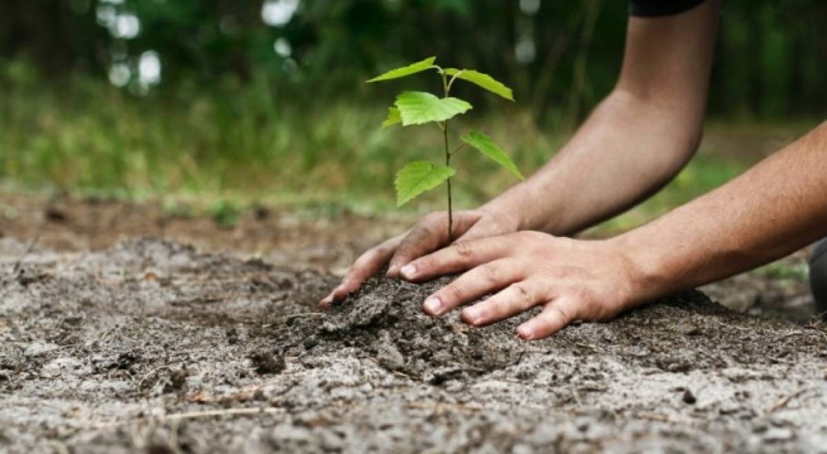  Plantăm fapte bune la Bălăbănești. Se caută voluntari pentru a sădi cinci mii de copaci