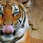 Nepal: Un tigru observat la o altitudine record stârneşte îngrijorarea ecologiştilor