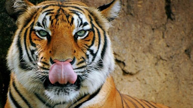  Nepal: Un tigru observat la o altitudine record stârneşte îngrijorarea ecologiştilor