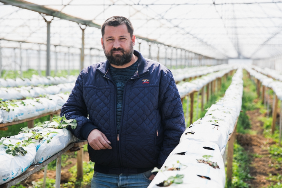 Un agricultor din Moldova va cultiva căpșuni pe substrat din nucă de cocos