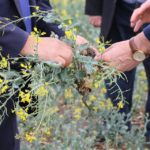 O treime din suprafețele agricole din raioanele Florești și Șoldănești sunt afectate de secetă