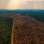 Defrișările din pădurea amazoniană au atins un nou nivel record, pe timp de pandemie