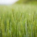 MADRM prognozează în acest an o recoltă de grâu până la 600 mii de tone