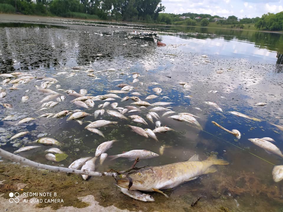  FOTO/ Dezastru ecologic pe râul Cubolta: Sute de pești au murit