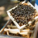 Primul laborator pentru însămânțarea artificială a reginelor de albine și-a început activitatea