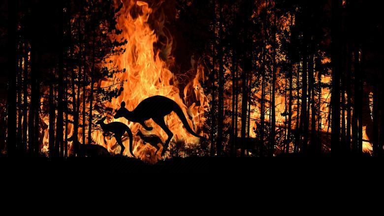  Aproape 3 miliarde de animale au murit sau au fost rănite în incendiile de vegetație din Australia