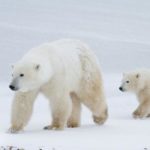 STUDIU/Aproape toți urșii polari ar putea muri în următorii 80 de ani