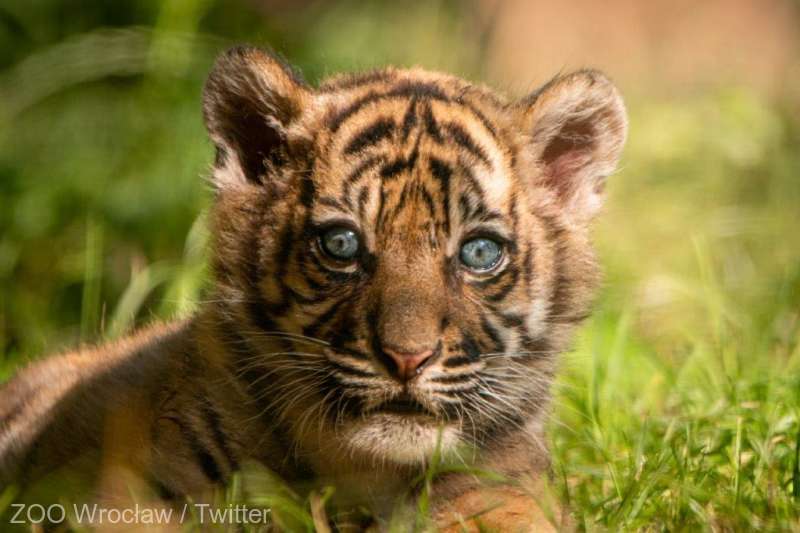  VIDEO/ Un tigru de Sumatra, specie aflată în pericol de dispariţie, s-a născut la o grădină zoologică din Polonia