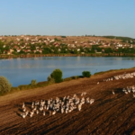 VIDEO/ Sute de pelicani, surprinși pe un lac în apropiere de Chișinău