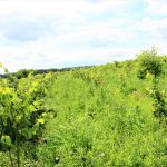 Un viitor coridor ecologic: 9 hectare de fâşie riverană pe râul Glodeanca