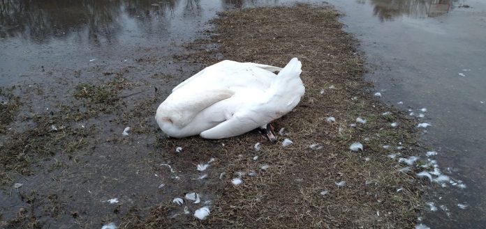 Lebădă moartă găsită la Prutul de Jos. Foto: Viorica Paladi