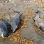 Imagini dezolante pe plajele din Ghana. Cel puţin 80 de delfini, găsiţi morţi