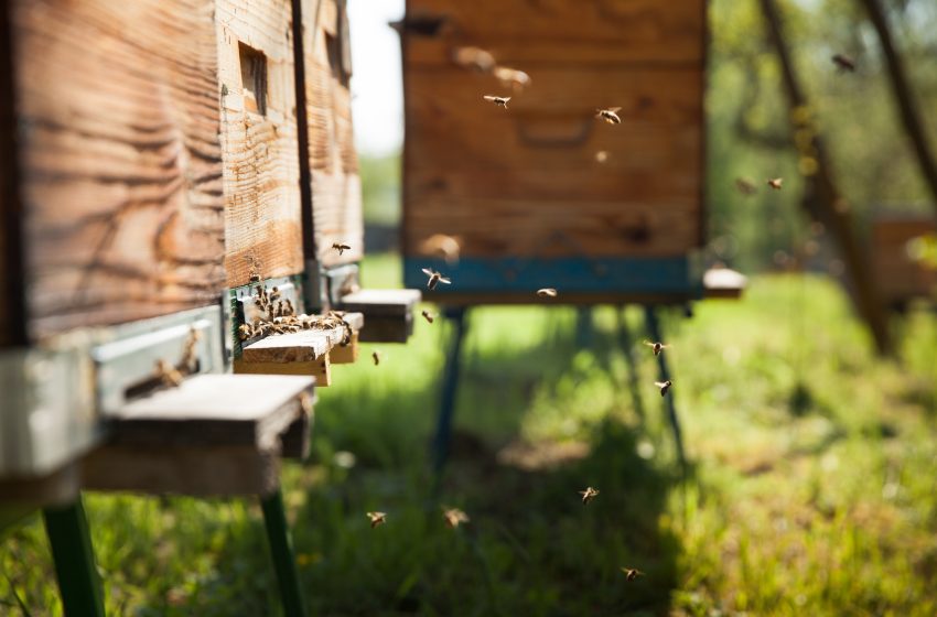  În Moldova, va fi lansată o aplicație care va proteja albinele de otrăviri cu produse de uz fitosanitar