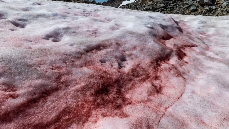 Misterul ciudatei zăpezi roșii ca sângele din Alpii Francezi